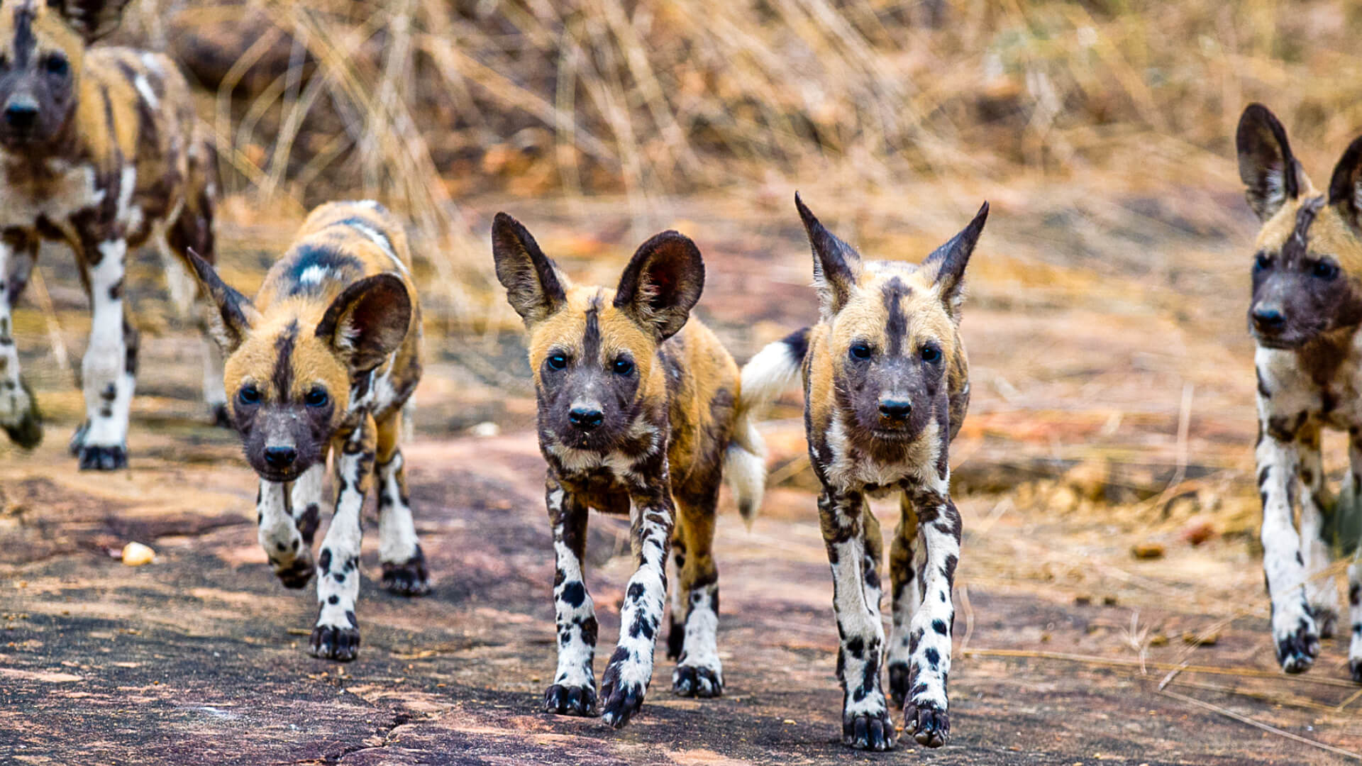 Nyerere National Park – Boat Safari on the Rufiji River