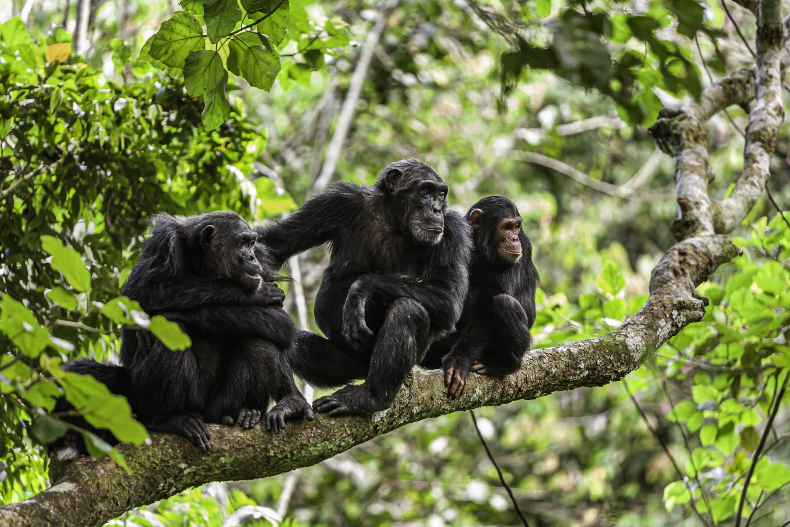 Mahale Mountains National Park – Chimpanzee Trekking Experience