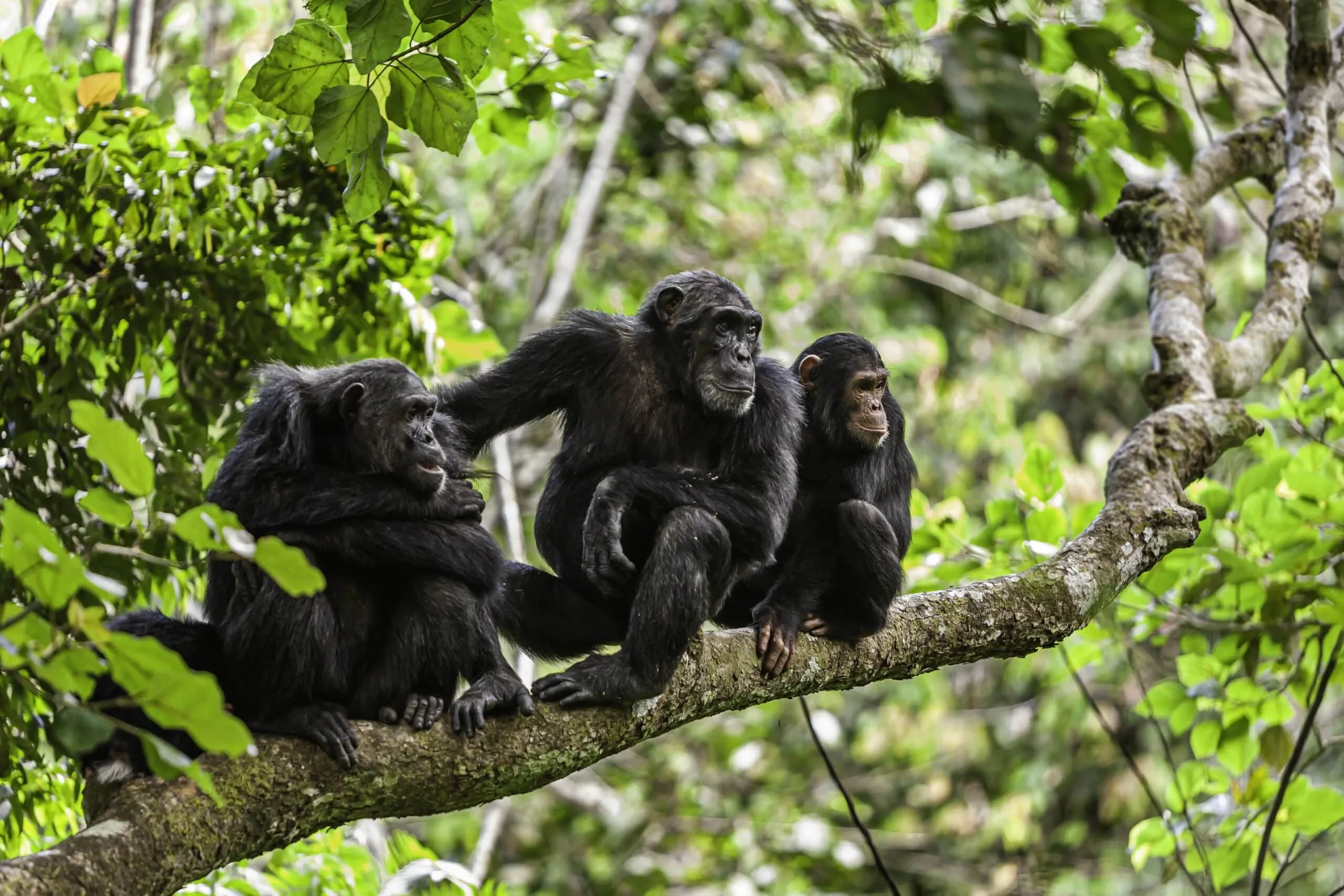 Transfer to Mahale Mountains National Park – Lake Tanganyika Journey