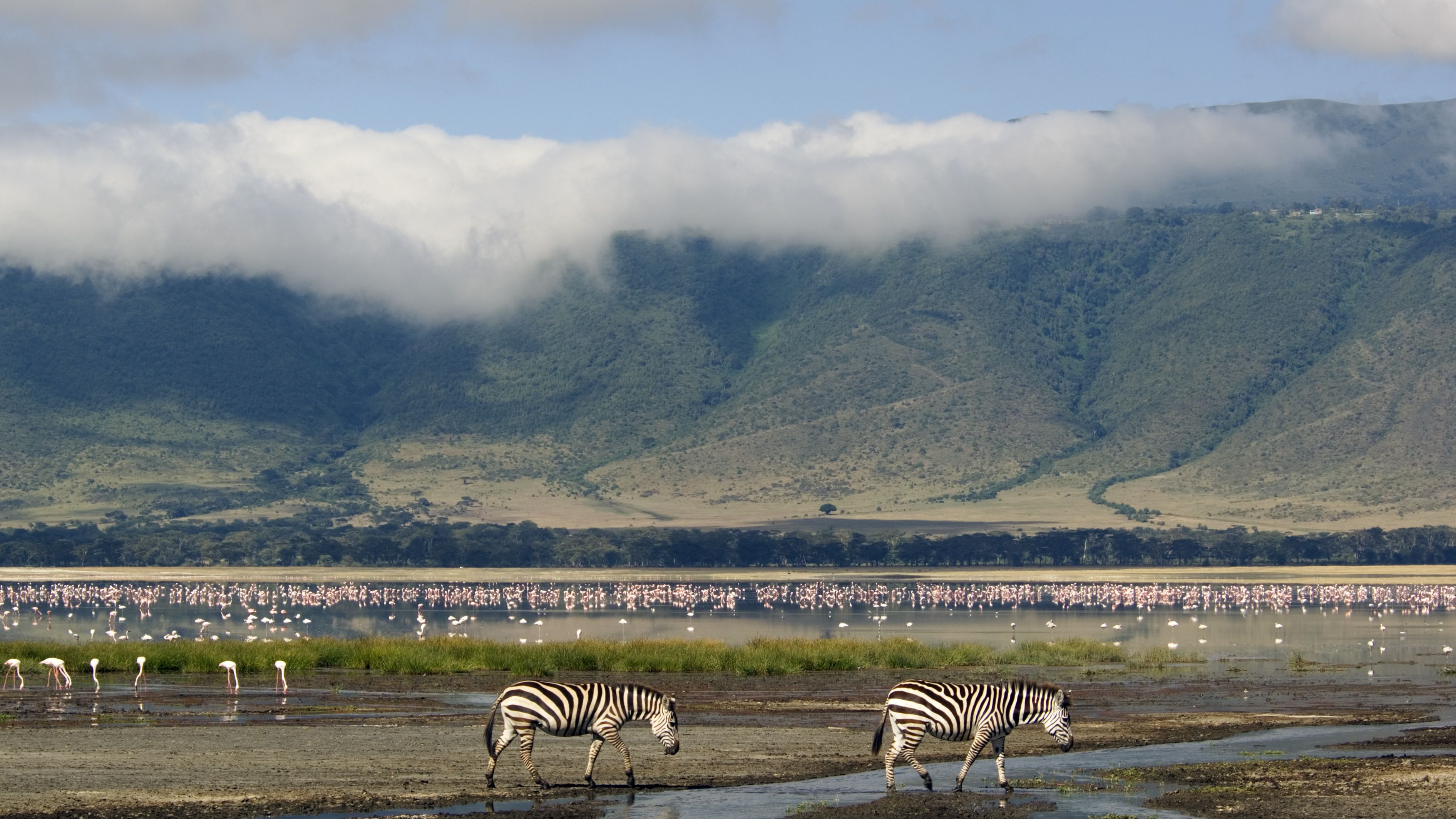 Transfer Ngorongoro
