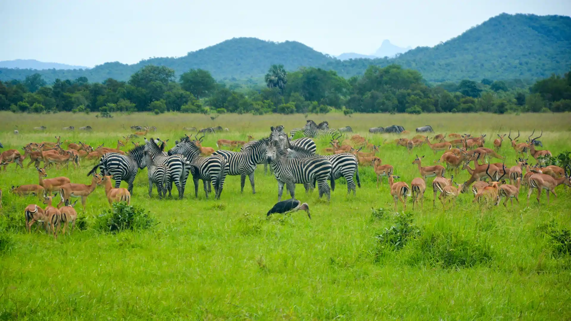 Transfer to Mikumi National Park – Game Drive
