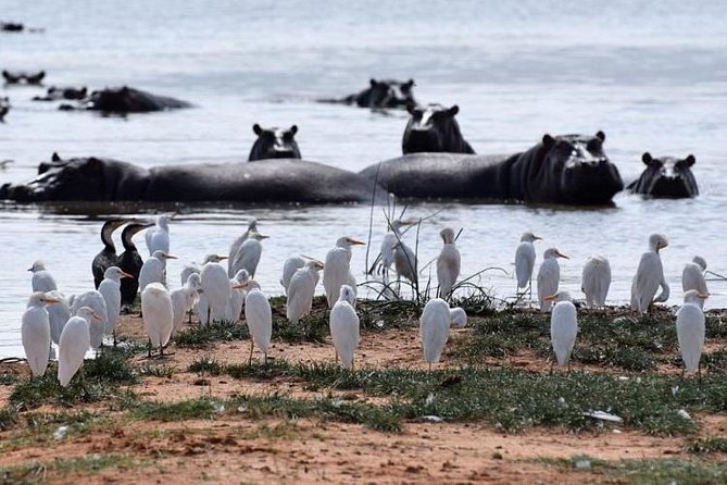 Amboseli National Park to Nairobi to Lake Naivasha