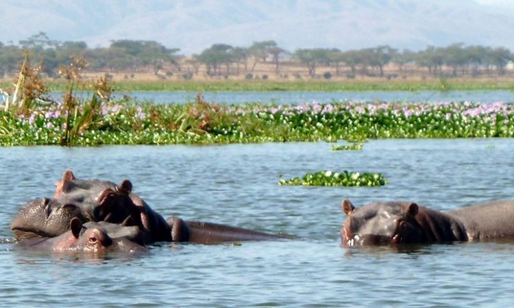 Amboseli National Park to Nairobi to Lake Naivasha