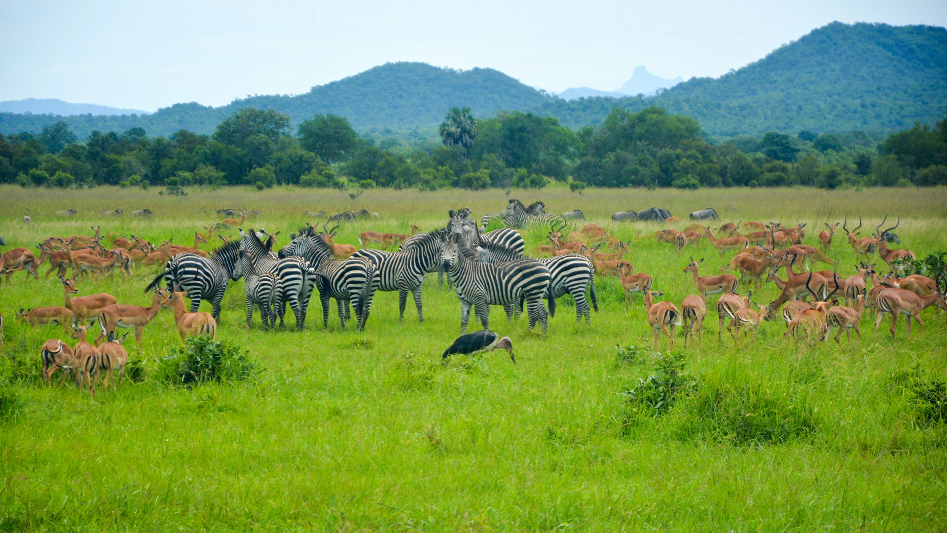 Dar es Salaam to Mikumi National Park