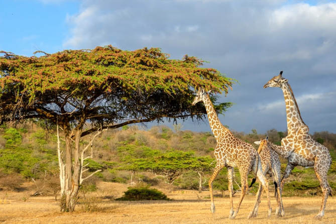 Flight to Nyerere National Park – Start of Your Safari