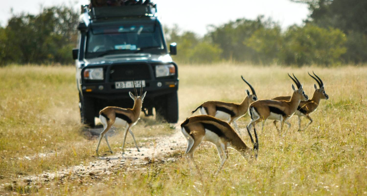 Legendary Wildlife Encounters at Tarangire National Park