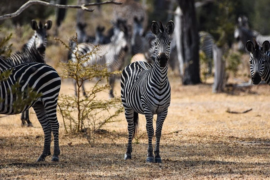 6 Days Serengeti Luxury Safari
