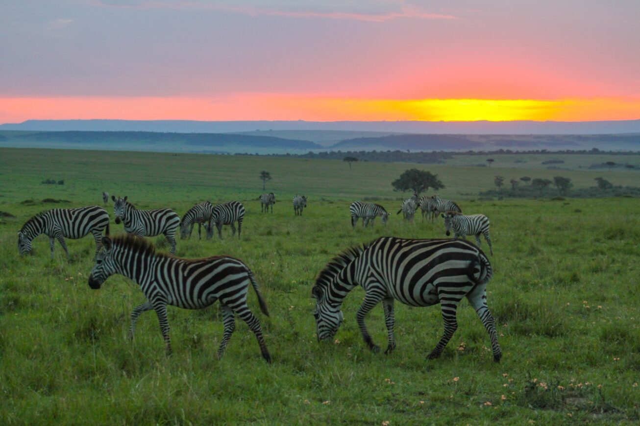  Enjoy a Full Day of Game Drives in Maasai Mara Game Reserve