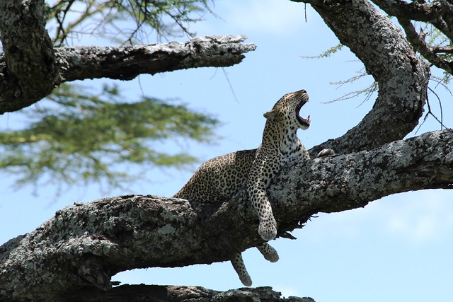 A Full Day of Game Viewing in the Ngorongoro Crater