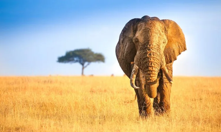 Kenya – Classic Savannah Safaris & the Masai Mara