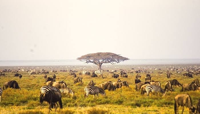 Fly to the Southern Serengeti & Exclusive Safari at Mwiba Lodge