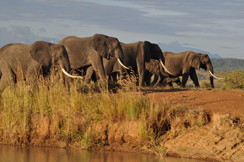Signature East Africa Safari