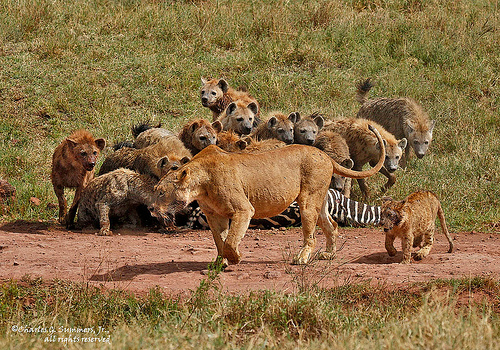 Full-Day Game Drive Serengeti National Park