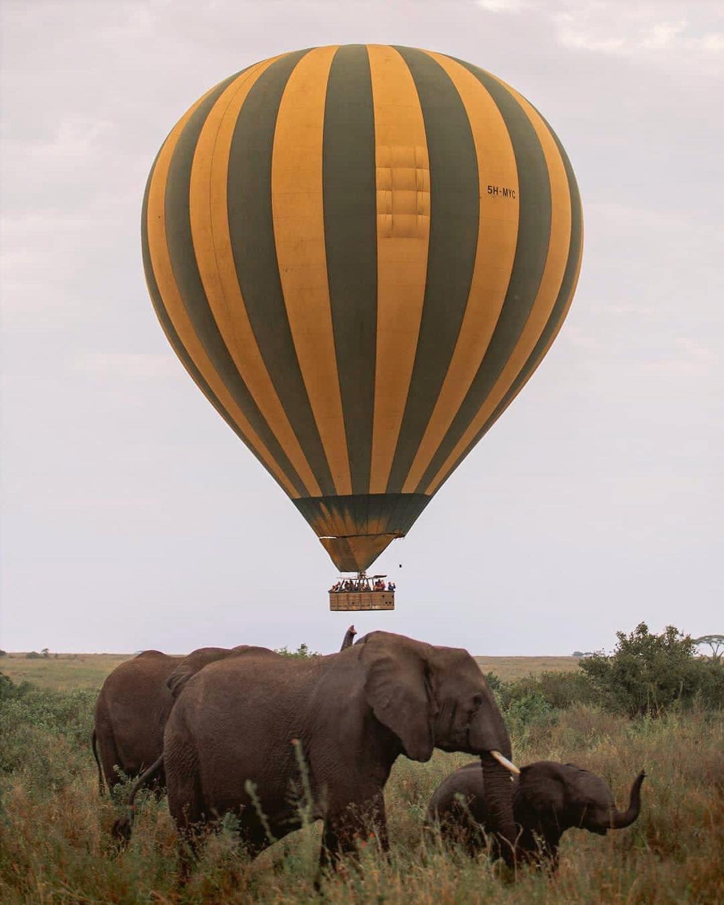 Luxury Family Tour: Full-Day Game Drive in Serengeti National Park