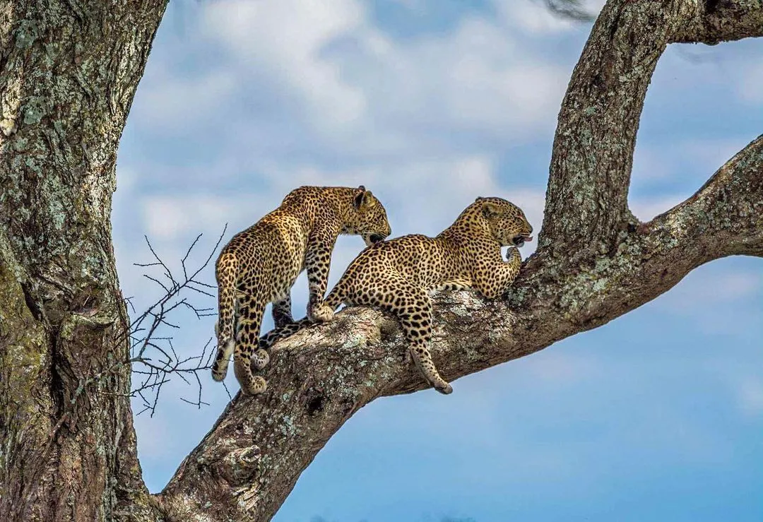 11-Day Northern Tanzania and Zanzibar Safari Adventure