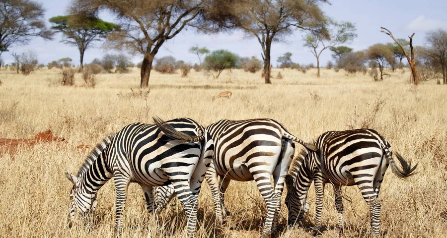 3 Days safari and Day Hike to Mt Kilimanjaro Family Tour