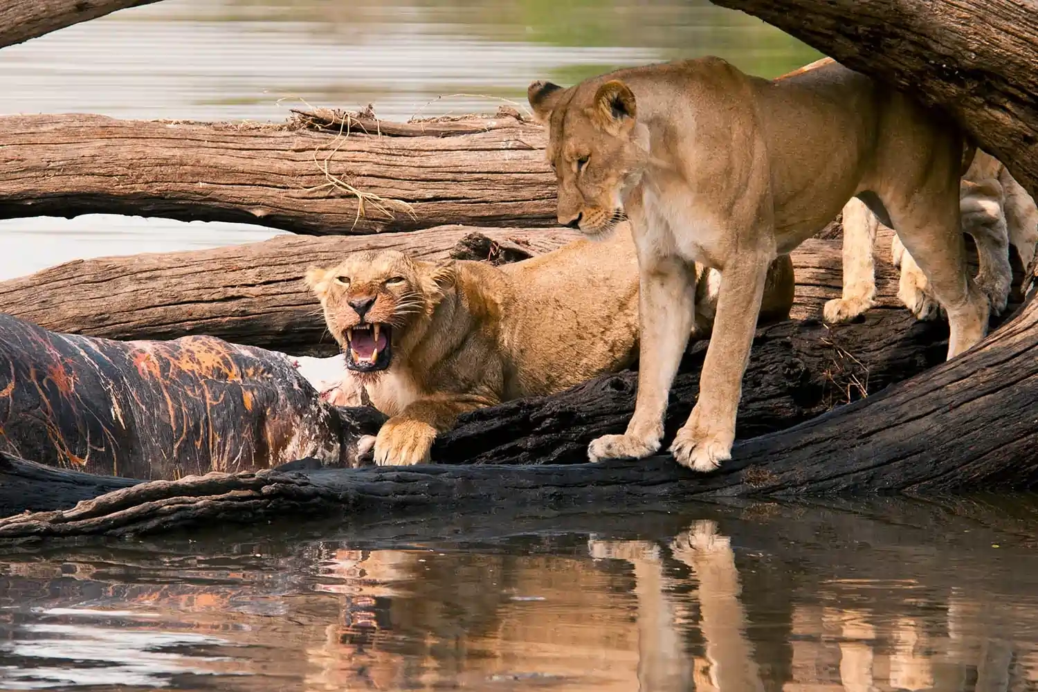 Transfer to Ruaha National Park