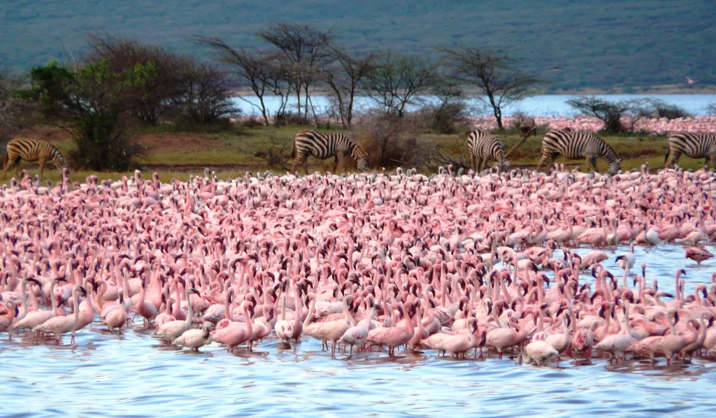 Depart from Lake Nakuru National Park for Lake Bogoria Reserve