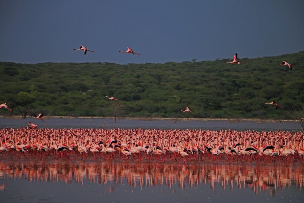 Depart from Lake Nakuru National Park for Lake Bogoria Reserve