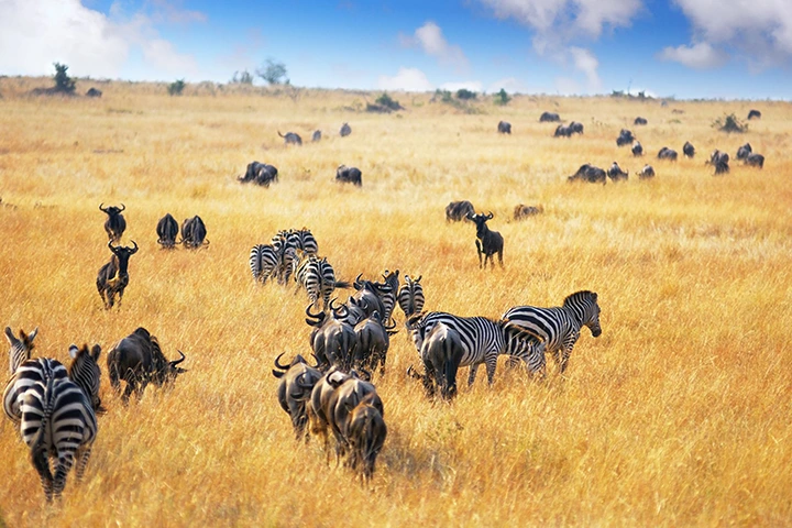 Team-Building Safari in Tanzania