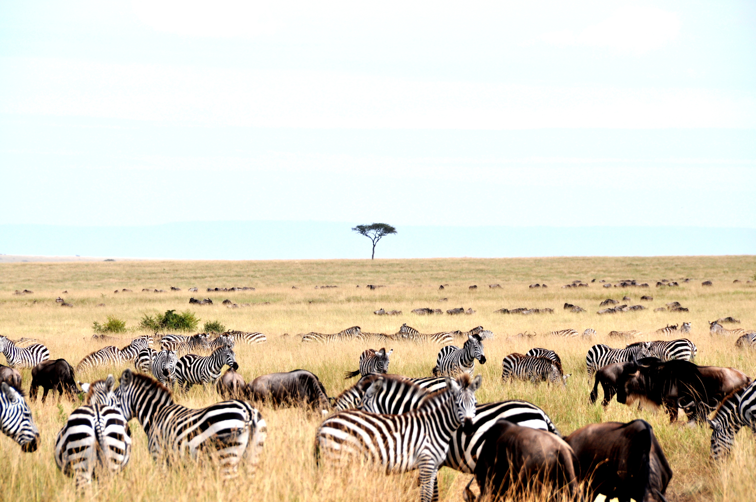 Lake Naivasha to Maasai Mara National Reserve