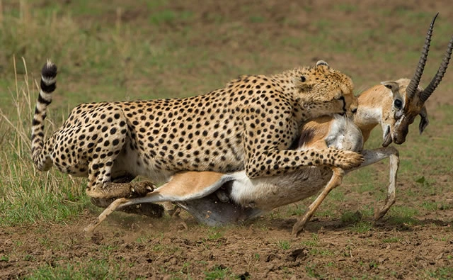 8-Day the best of Tanzania Luxury Safari