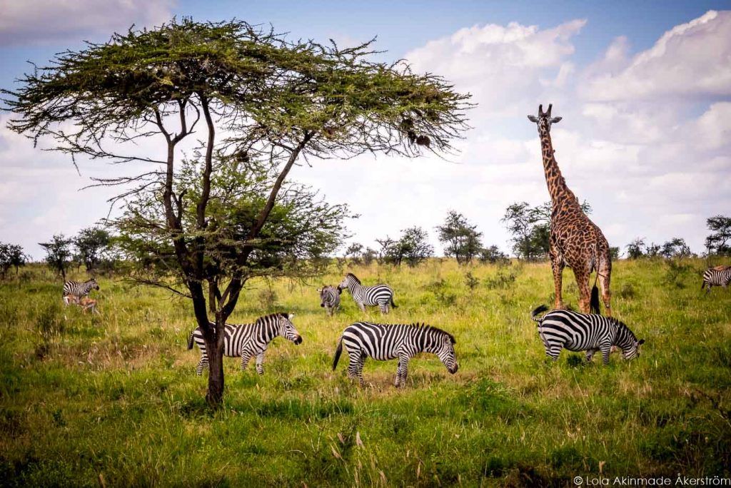 Serengeti National Park - Ngorongoro Crater