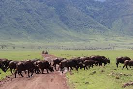 Game drive in the Serengeti and transfer to Ngorongoro Crater
