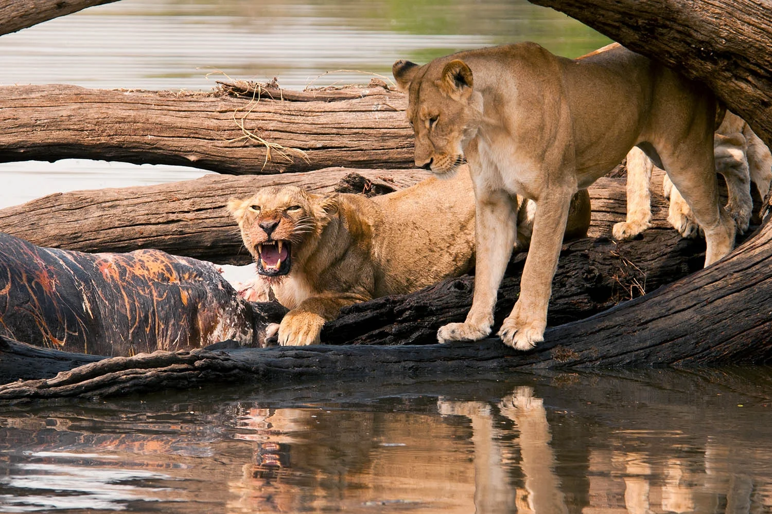 Transfer to Nyerere National Park – Arrival & River Experience