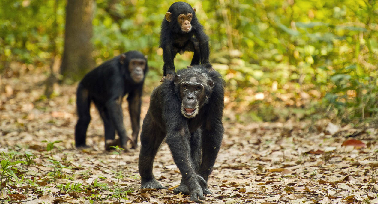 5 days  Luxury Rwanda Gorilla Safari 