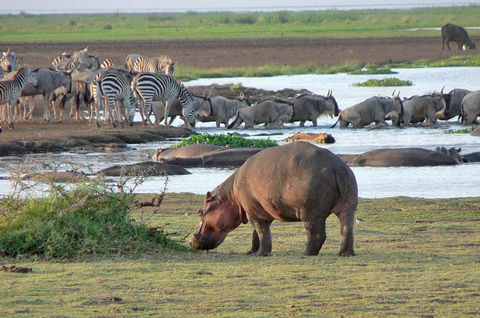 6-Day Luxury Camping Tanzania Safari