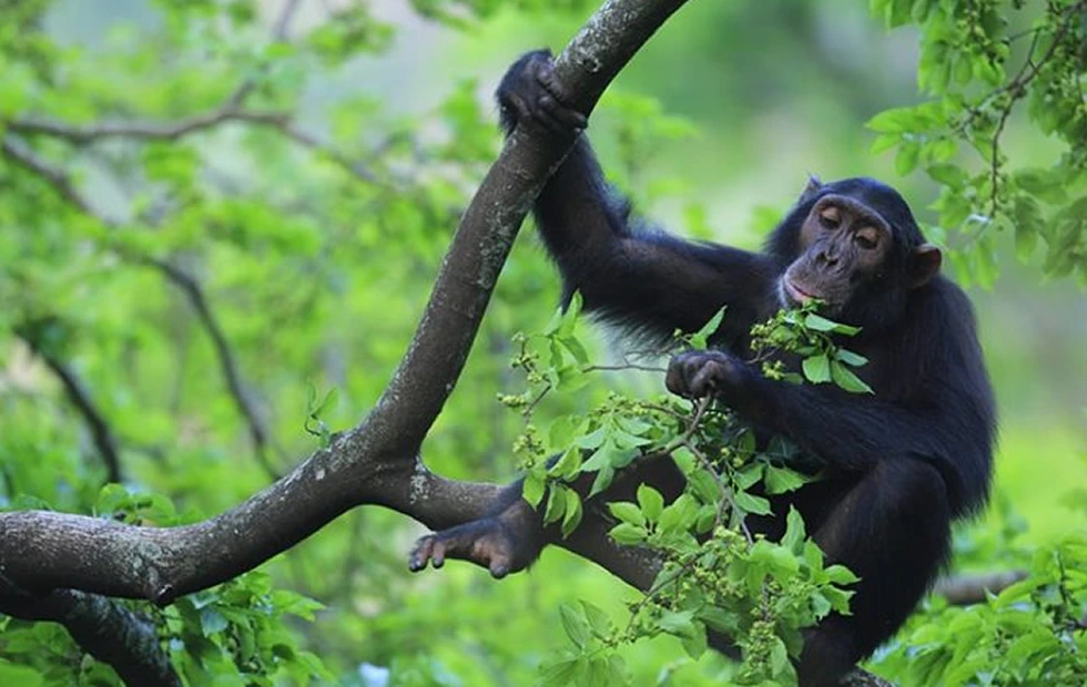 Tanzania Western Circuit: A 14 Days Safari to Remember