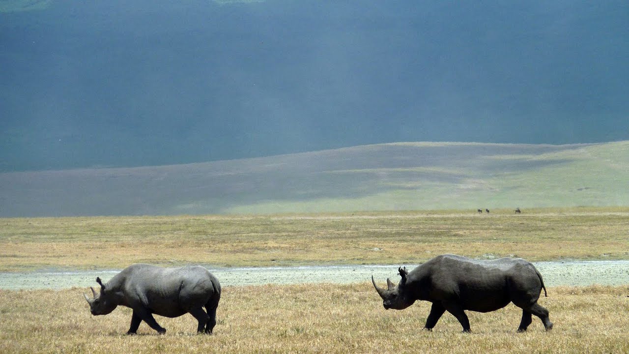 Ngorongoro 