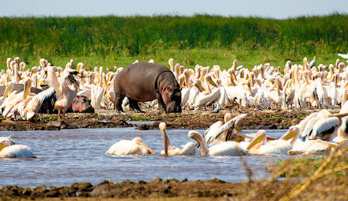 Arusha to Lake Manyara National Park