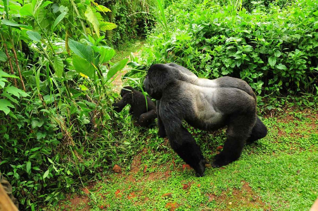 Uganda Gorilla Trekking: The Ultimate Experience