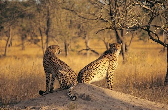5-Day Serengeti & Ngorongoro Luxury Safari | Premium Tanzania Safari