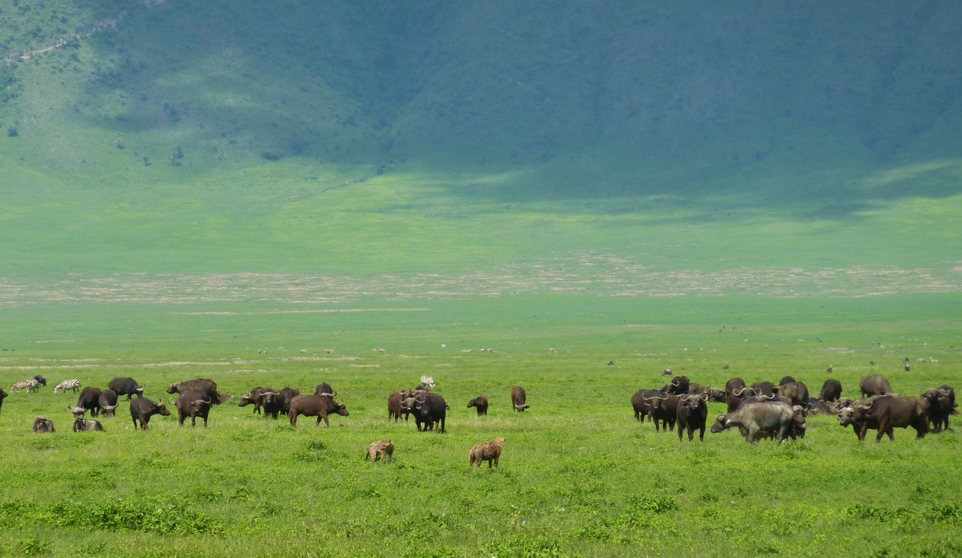 Serengeti to Ngorongoro Highlands