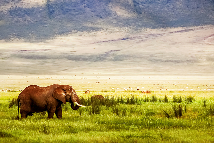 Serengeti to Ngorongoro Highlands