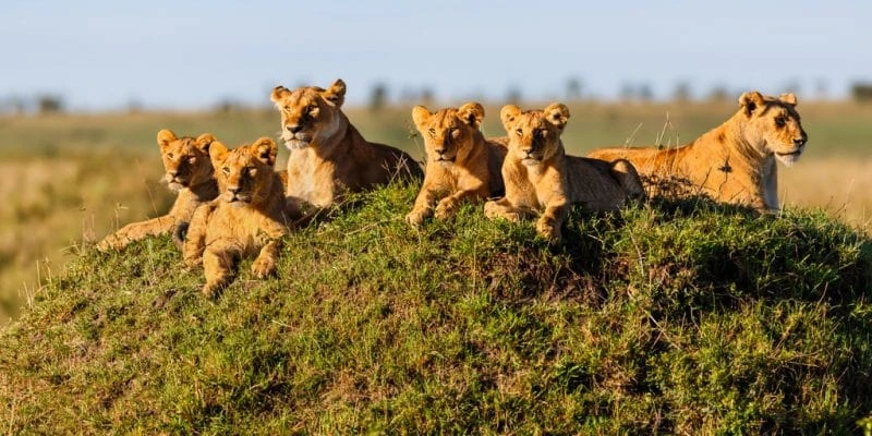 Your Complete Tanzania Safari Planning Guide