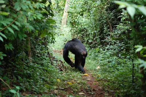 Tanzania Safari Costs